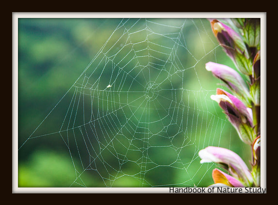 Nature Study and Digital Photography? Would Anna Botsford Comstock and Charlotte Mason have approved of a digital tool in the natural world?