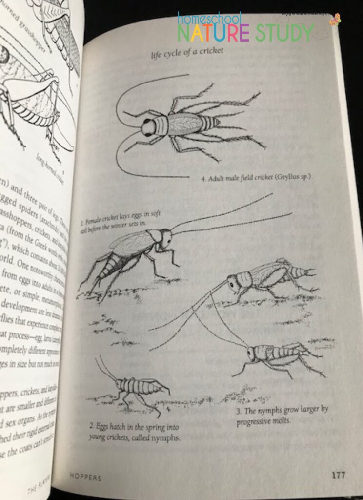 Find fun summer nature study ideas with Discover Nature at Sundown. Includes a free printable for families to take a fantastic nature walk in the evenings.