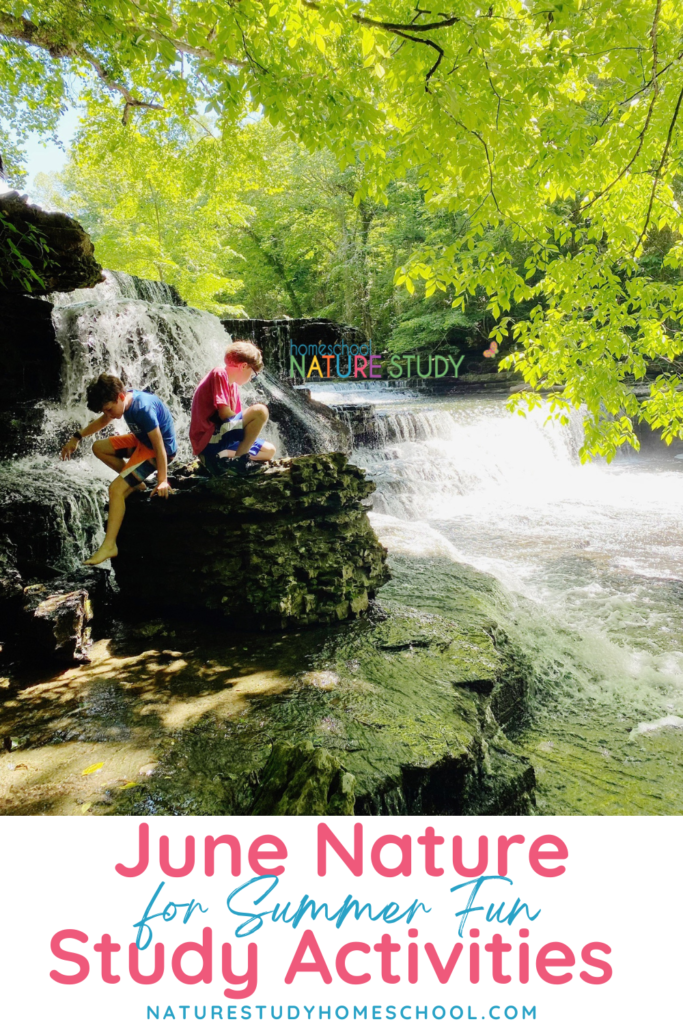 These June nature study activities are a perfect way to kick off summer learning in your homeschool.