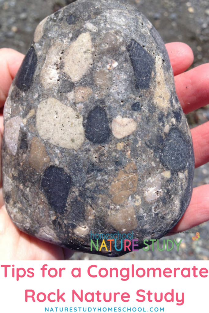 Enjoy these tips for a conglomerate rock nature study and have fun hunting for them on your next nature walk. 