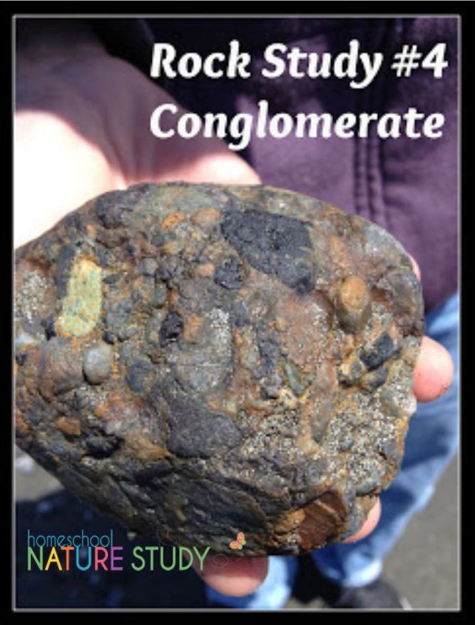 Enjoy these tips for a conglomerate rock nature study and have fun hunting for them on your next nature walk. 