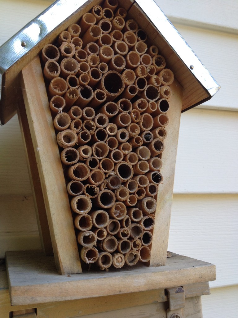 mason bee house