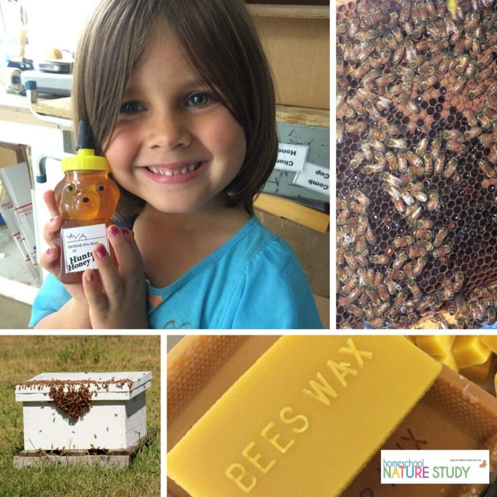 Find nature studies on bees for all ages! Learn the different types of bees, visit a bee farm, play bee games, create a bee garden habitat & more!