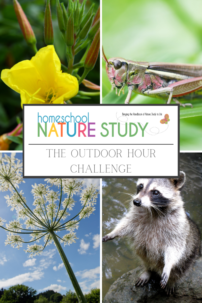 August Homeschool Nature Studies for the Outdoor Hour Challenge
