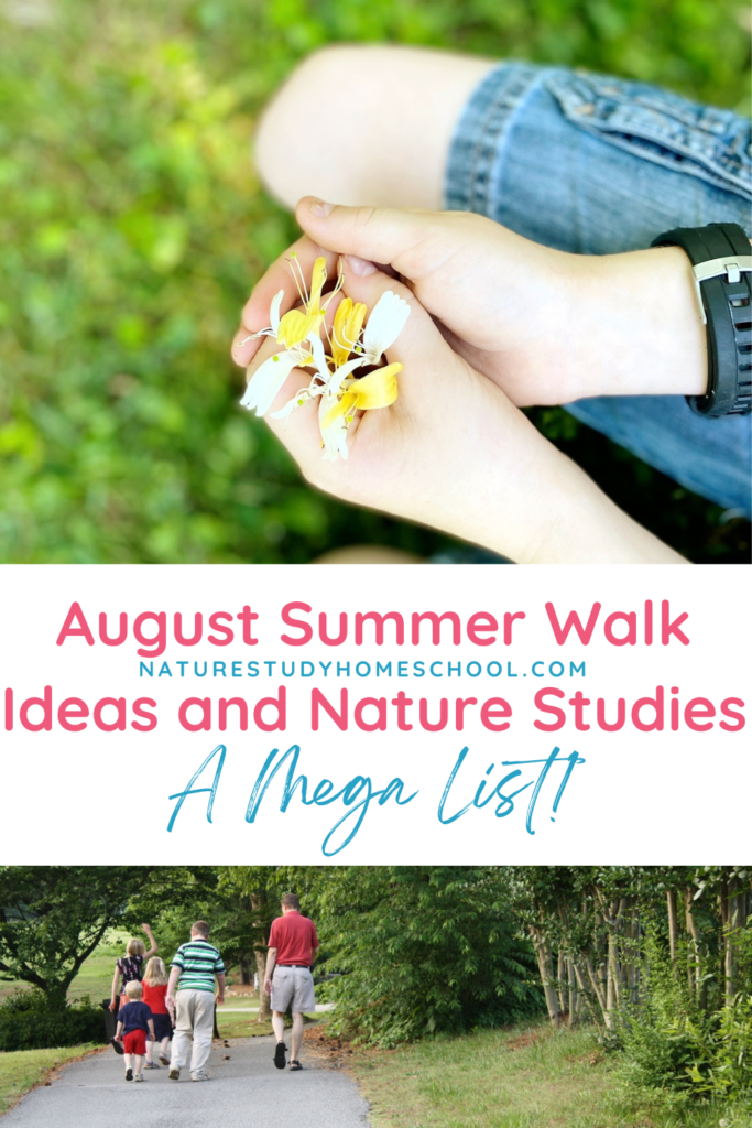 Take advantage of August and enjoy summer nature walks with these ideas! Talking nature walks can be as simple as putting on your shoes and heading out the door, letting nature inspire what you do and what you study. Or, you can have a few ideas in mind before you head out the door.