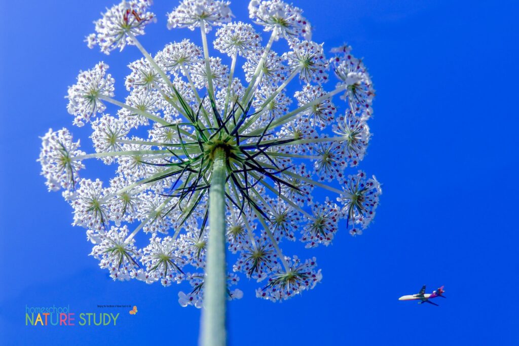 This fun insect study is a great way to encourage nature study in your homeschool. Includes activities and resources.