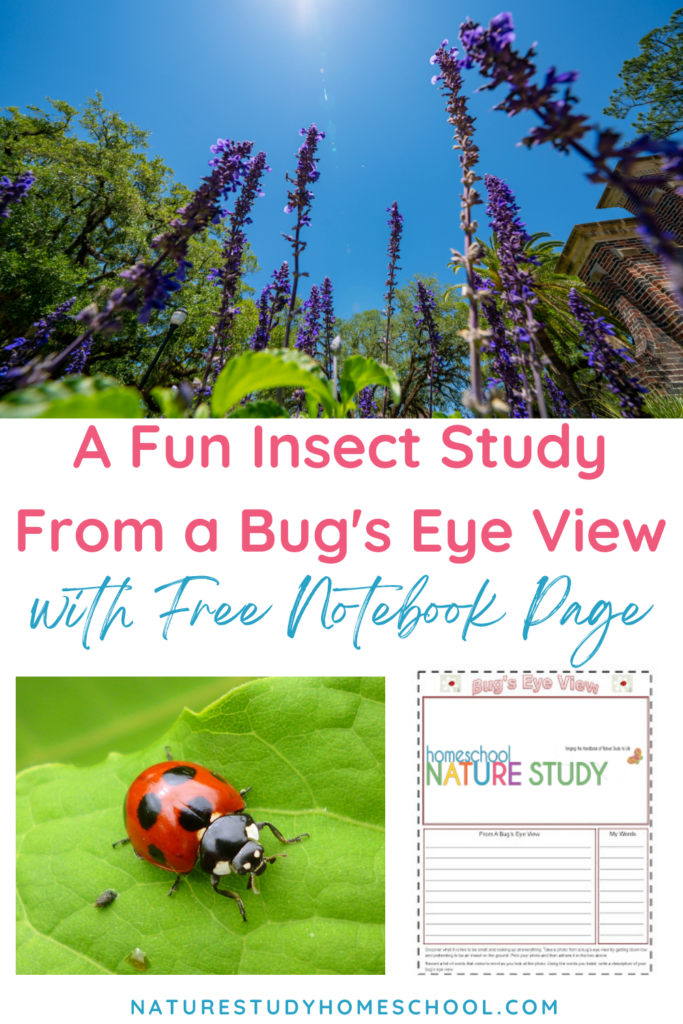 This fun insect study is a great way to encourage nature study in your homeschool. Includes activities and resources.