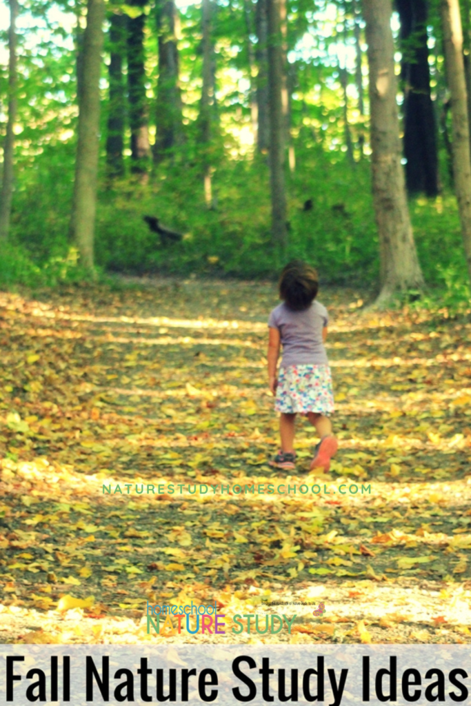 A really great thing about fall is that it is a great time to get outdoors with the kids and explore nature. With that being said, here are some great fall nature study ideas for toddlers and preschoolers that I hope you (and your little ones) will enjoy.