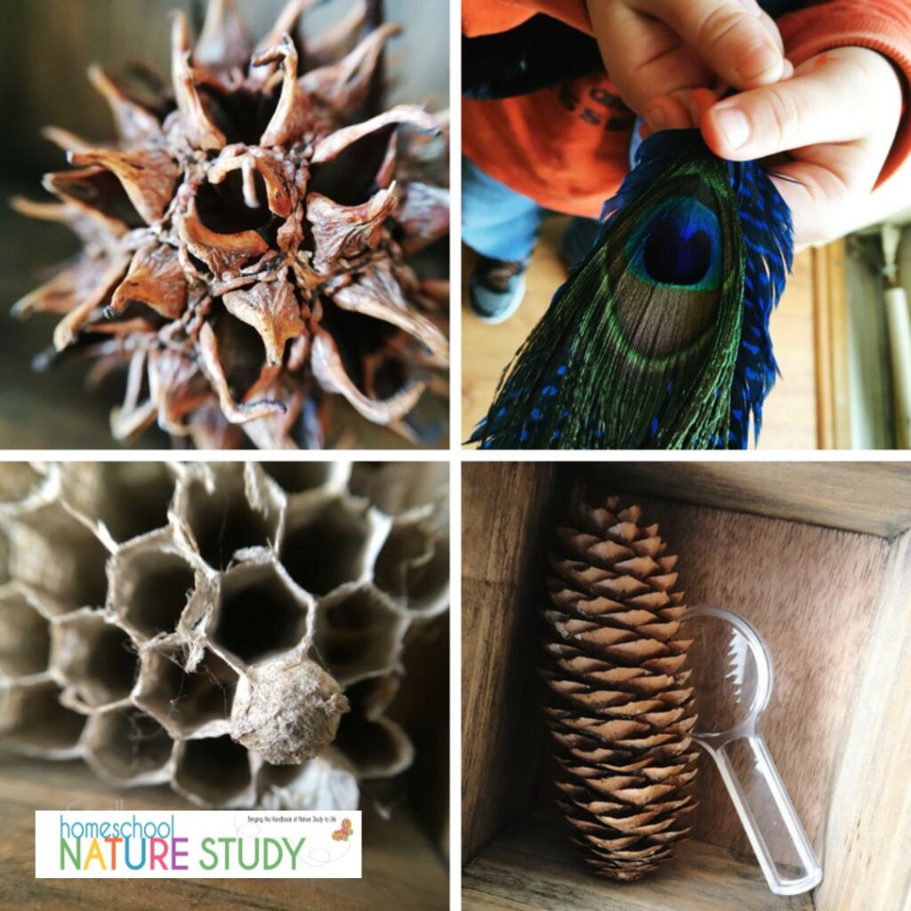 Creating simple nature displays is a wonderful way to expose your family to the beauty of the world around us. Nature study made easy!