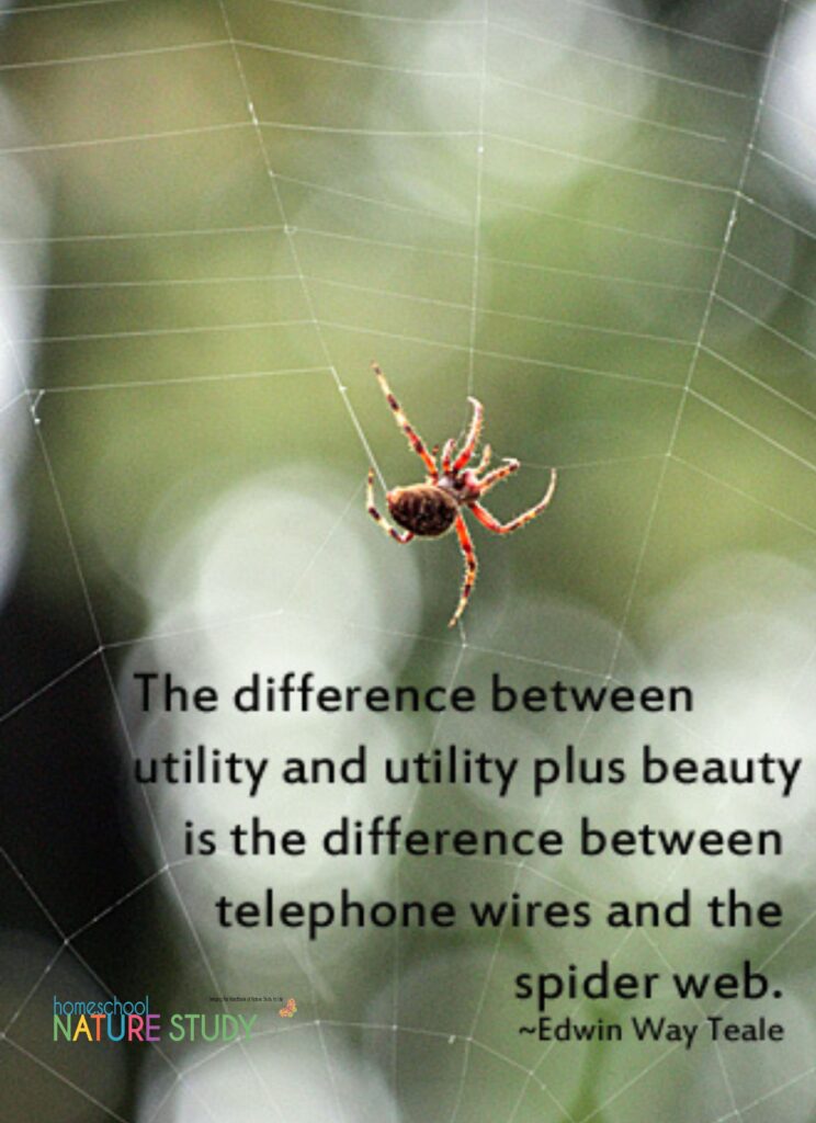 quote about spiders