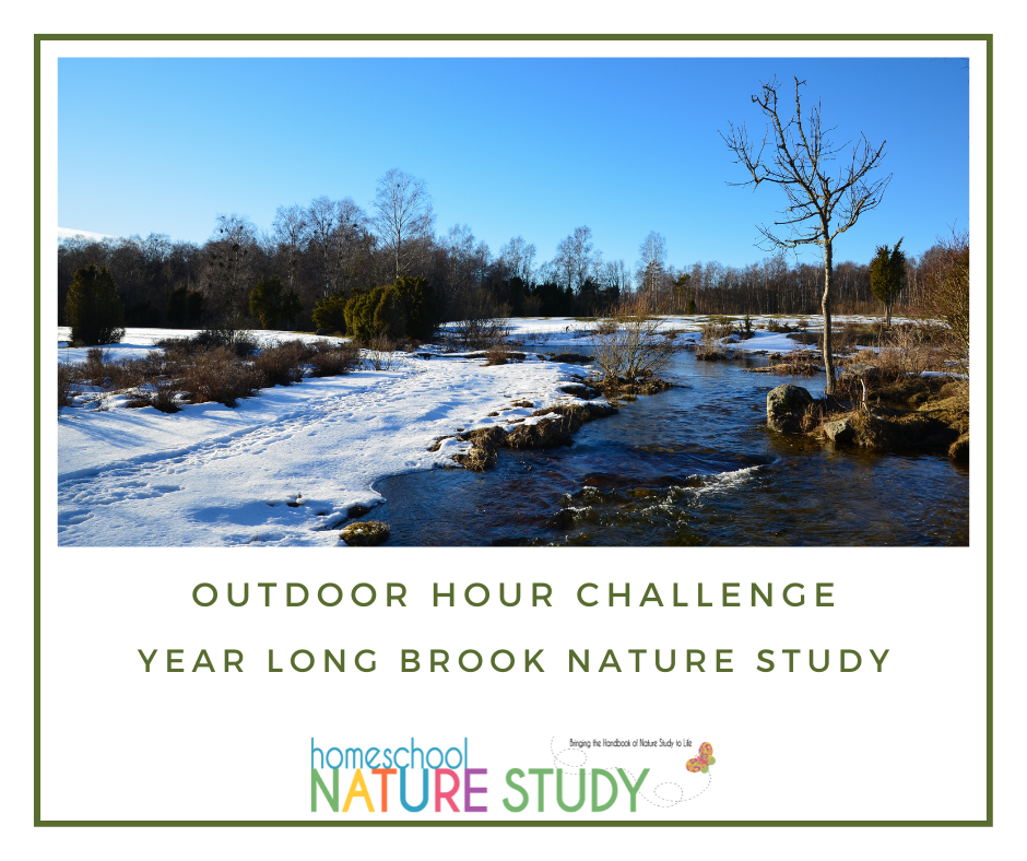Have a fun adventure exploring a spot close to home! Here are our best tips for nature study at a creek.