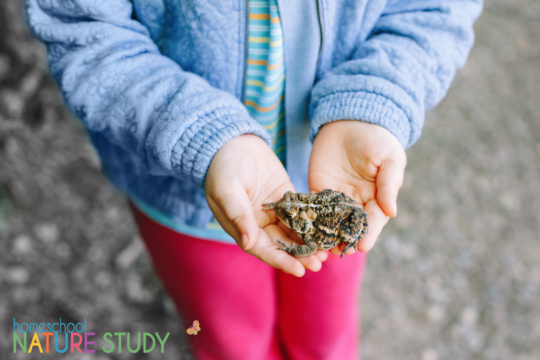 Frogs and Toads: Learning Activities For Kids - Homeschool Nature Study