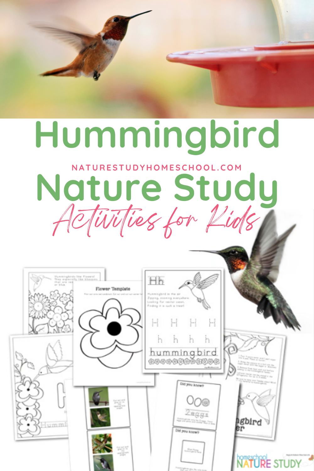 Hummingbird Nature Study Activities For Kids Homeschool Nature Study