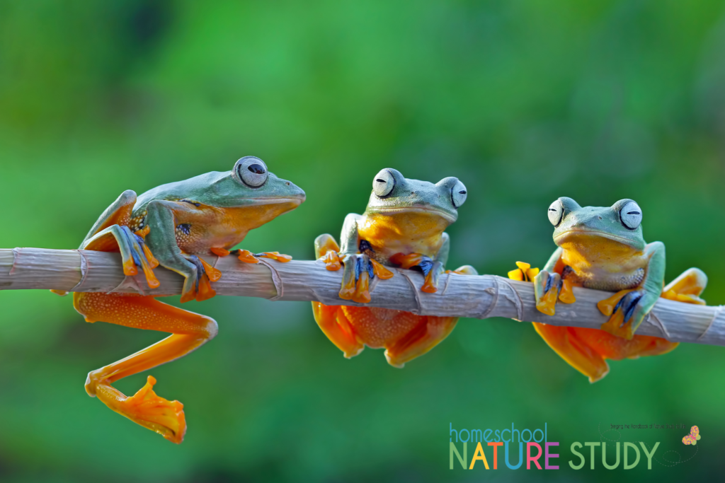 frog nature study