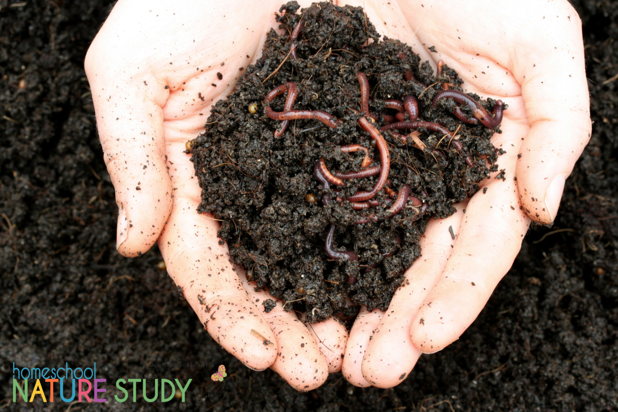 Schoolworm Observe Worms With Preschoolers Nature Study - Homeschool Nature Study