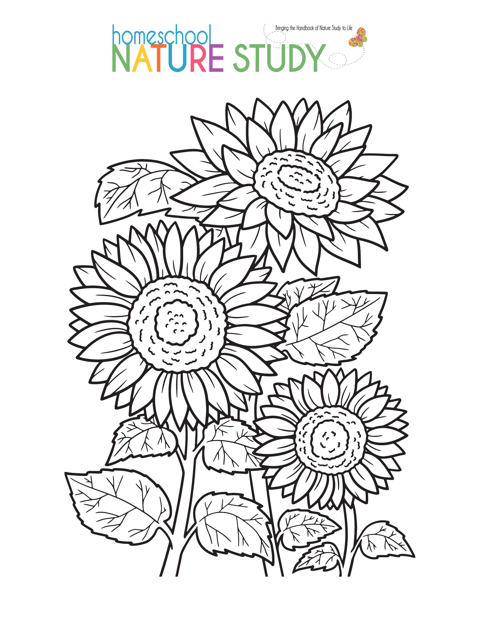 Watercolor pencil tutorial homeschool nature study