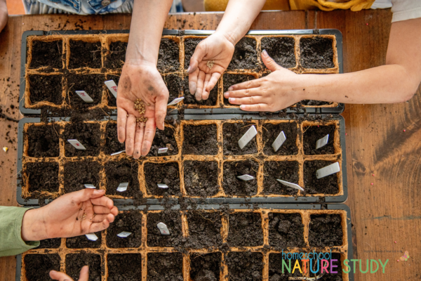 Learning About Seeds Preschool Activities - Homeschool Nature Study