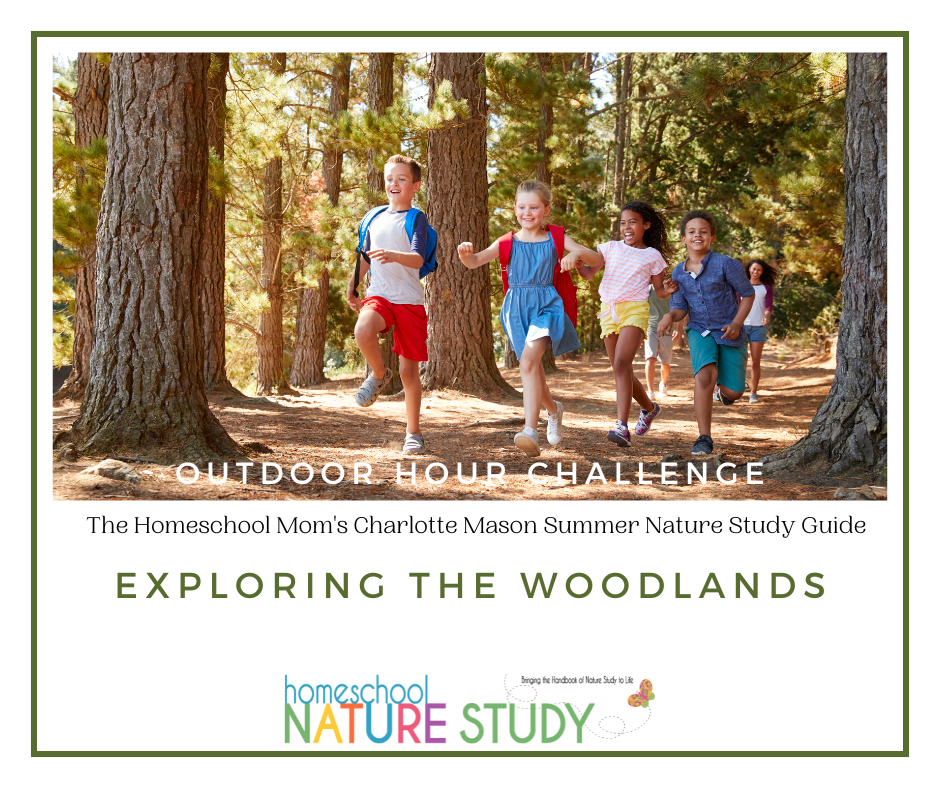 Exploring the woodlands in your homeschool Charlotte Mason style