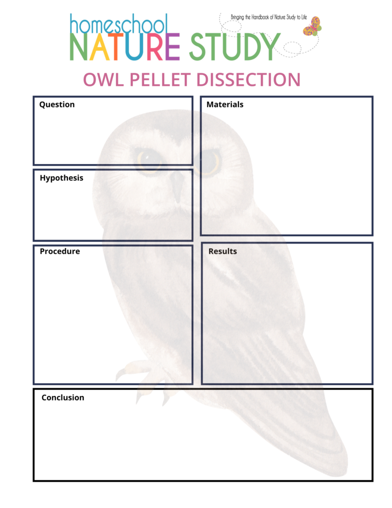 Fun owl nature study ideas include live owl cams, owl pellet dissection, field guides and more for learning about these fascinating and beautiful birds!