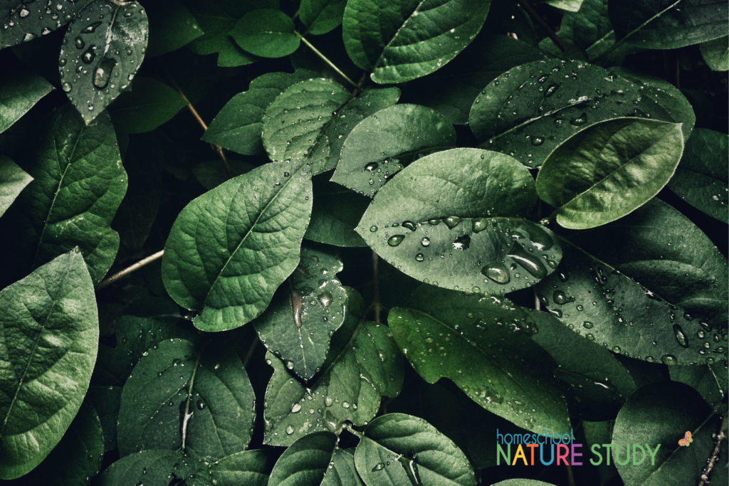 Creating leaf prints is simple and a lot of fun! Combine a nature walk, collecting a variety of leaves, and producing a beautiful leaf print.