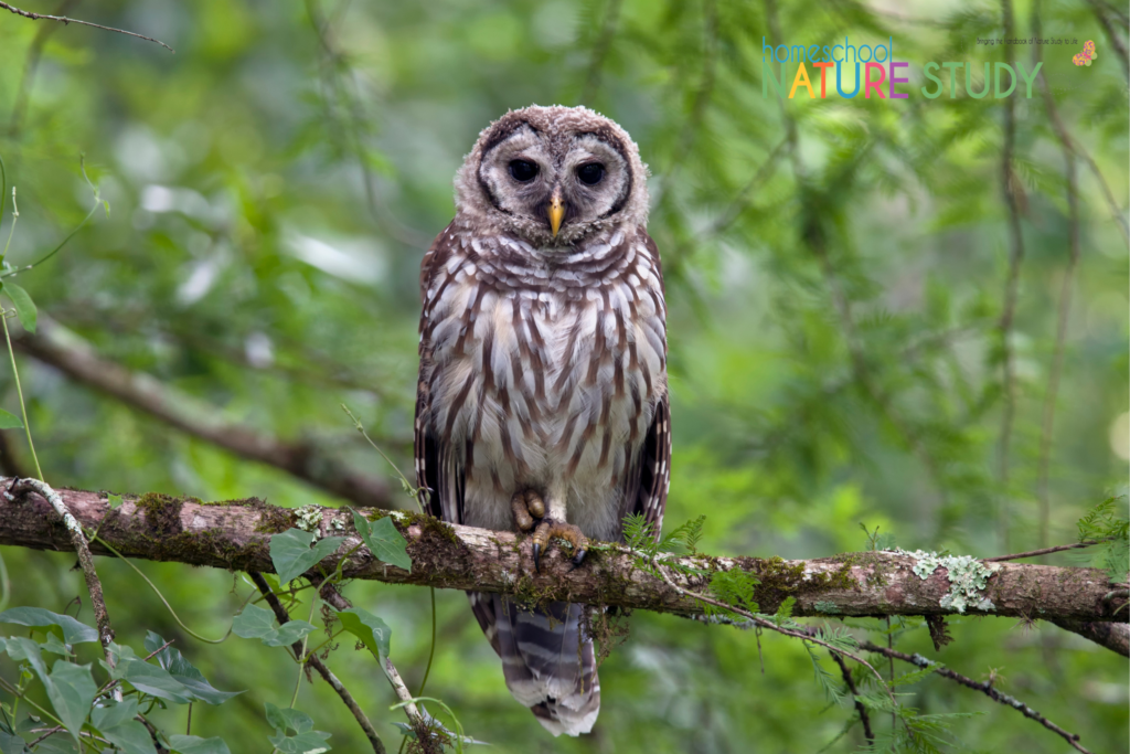 These fun owl nature study ideas include live owl cams, owl pellet dissection, bird field guides and more to help you learn more about these fascinating and beautiful birds!