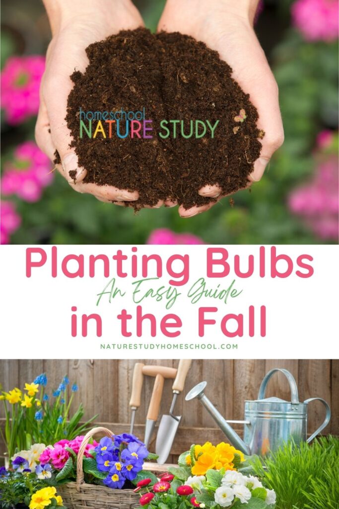 Planting bulbs are a favorite fall homeschool activity! Here is the best guide to planting bulbs in the fall for your heirloom bulbs given to you or your bulbs that just arrived in the mail! 