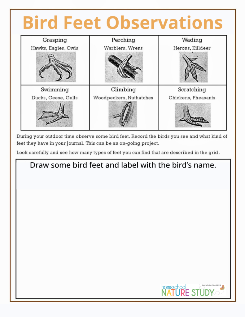 autumn bird nature study