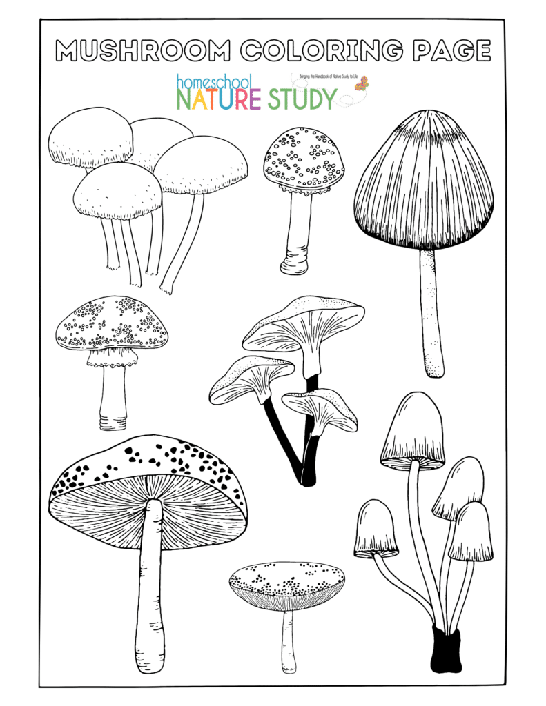 mushroom nature study
