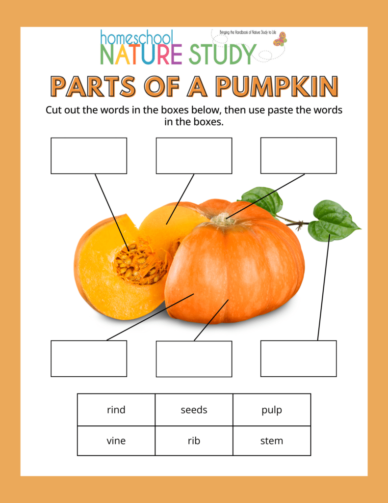 pumpkin activity sheet