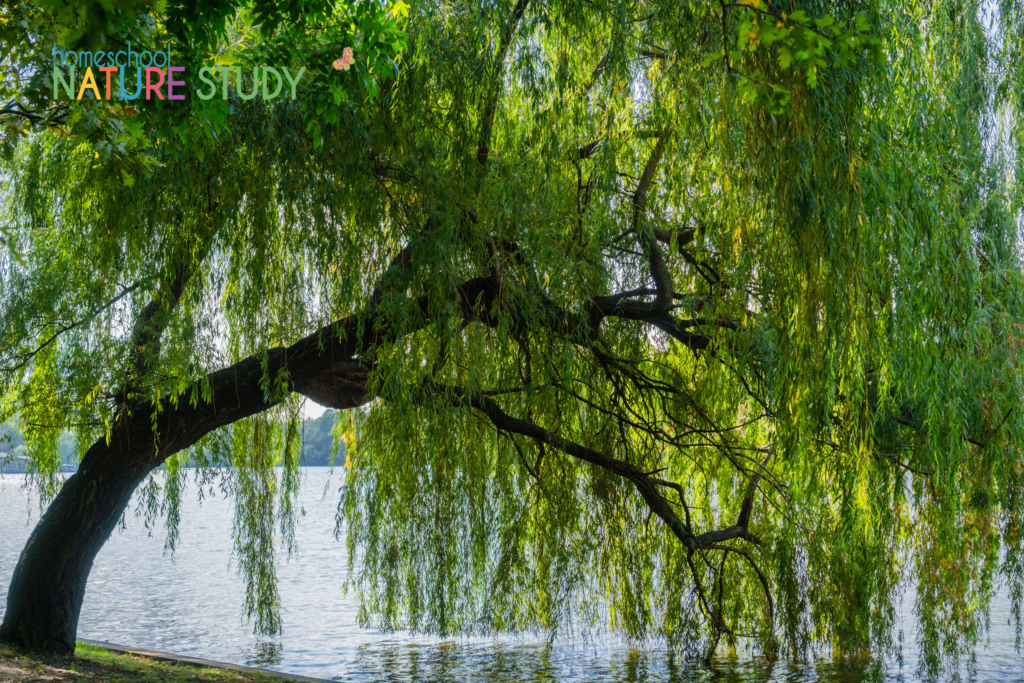 Enjoy the Autumn Willow Nature Study and free printables for sketching, sharing, and learning about trees this fall.