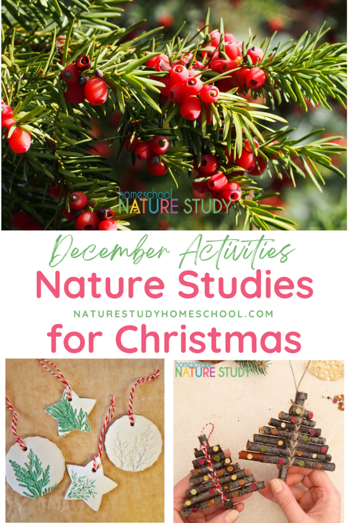 These December nature study activities for the Christmas season will help you to slow down and enjoy this month with your children!