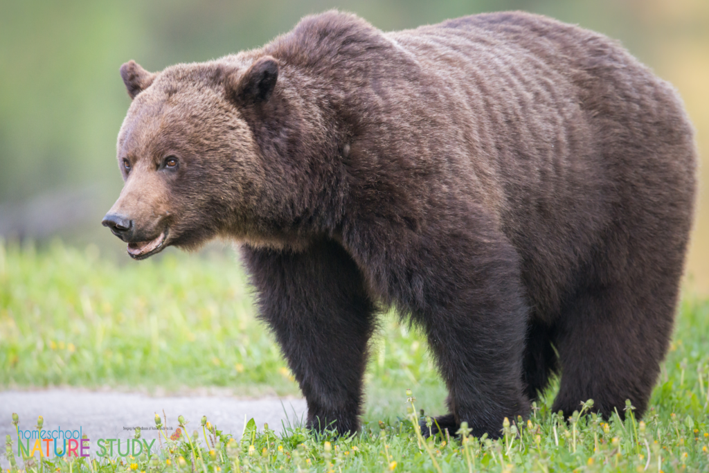 Go wild with a Grizzly Bears Nature Study! Fun facts and Barb's grizzly encounter at the Grand Tetons National Park.