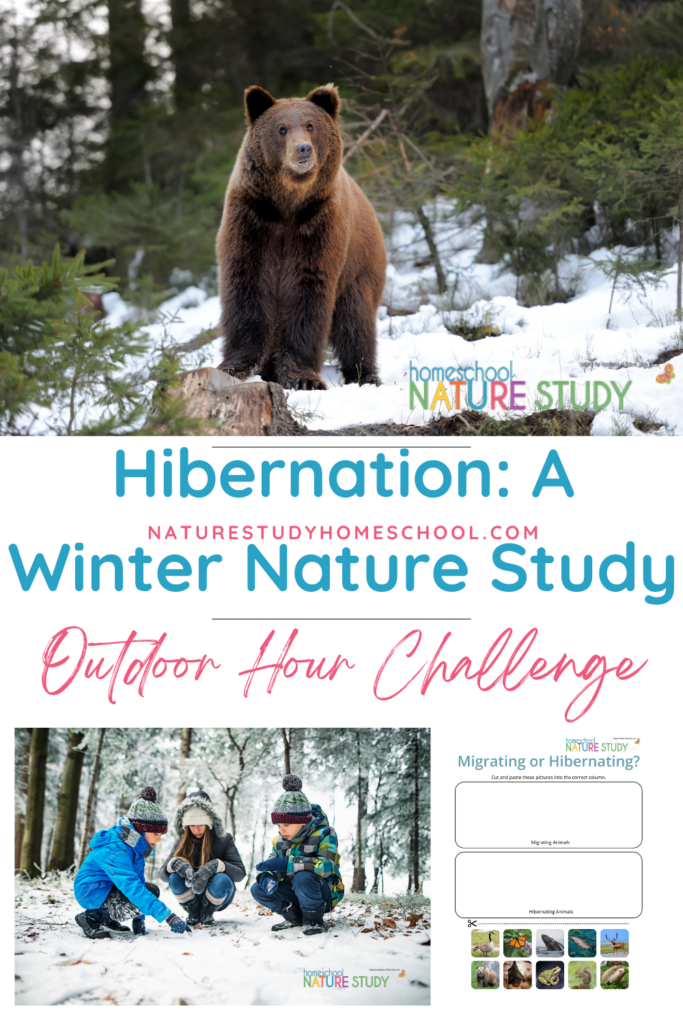 Wonder what animals, birds and insects do in the winter? This hibernation winter nature study helps answer those questions and features a hibernating or migrating printable!