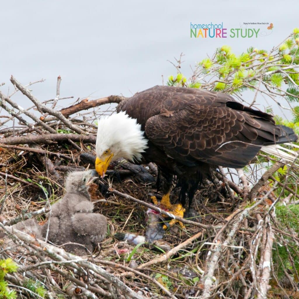 This bald eagle study for kids includes resources for observation, journaling, birds of prey facts and more.