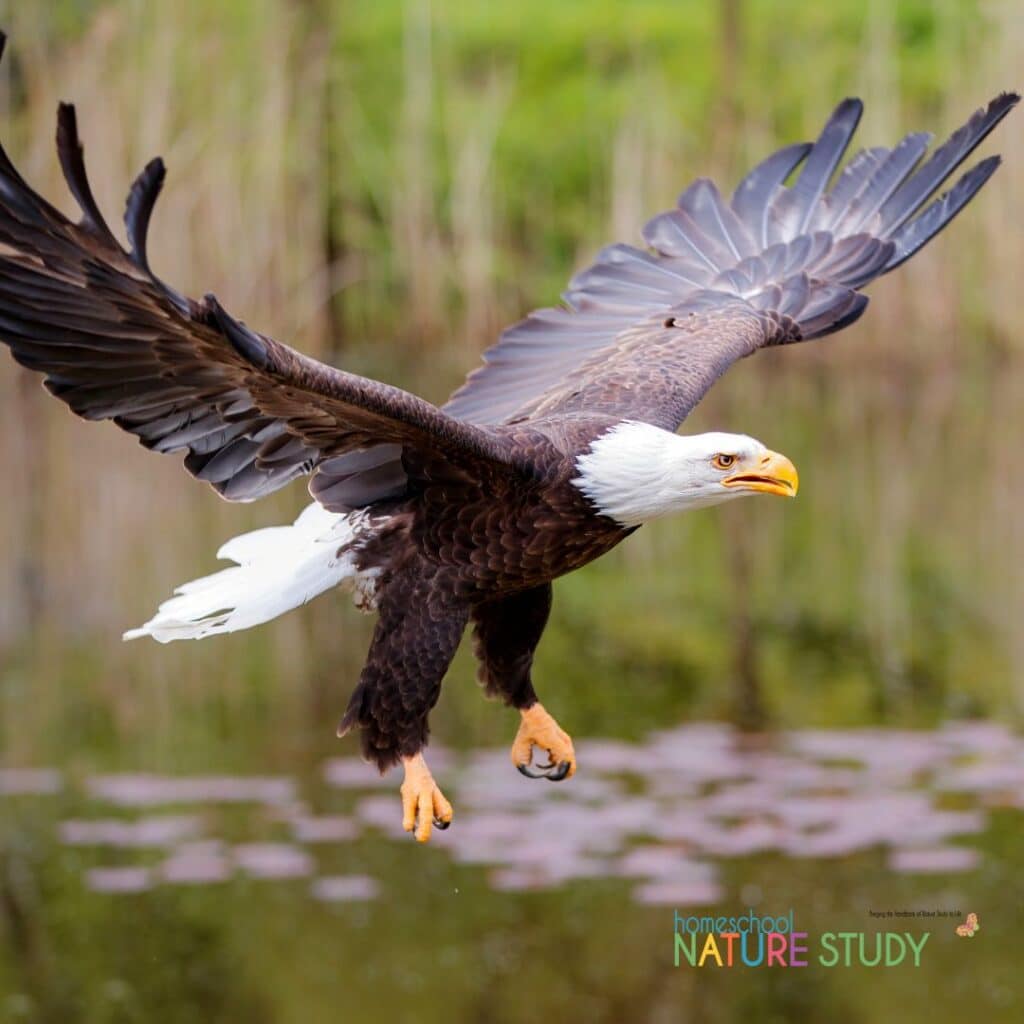 This bald eagle study for kids includes resources for observation, journaling, birds of prey facts and more.