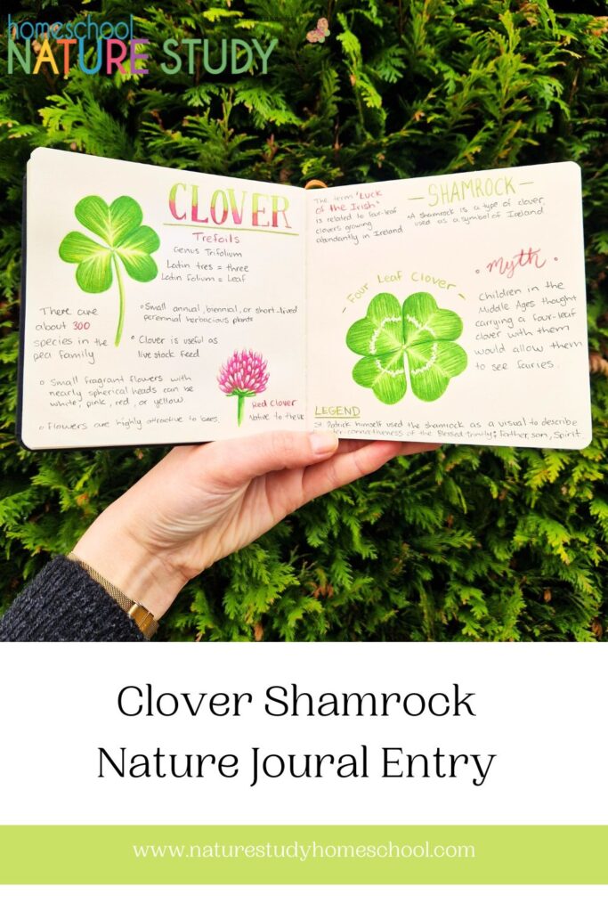 Spring is slowly raising its sleepy head and St. Patrick’s day is on the horizon, so let’s create a Clover Shamrock Nature Journal Entry. A shamrock is just a type of clover but it has become known as the symbol of Ireland.