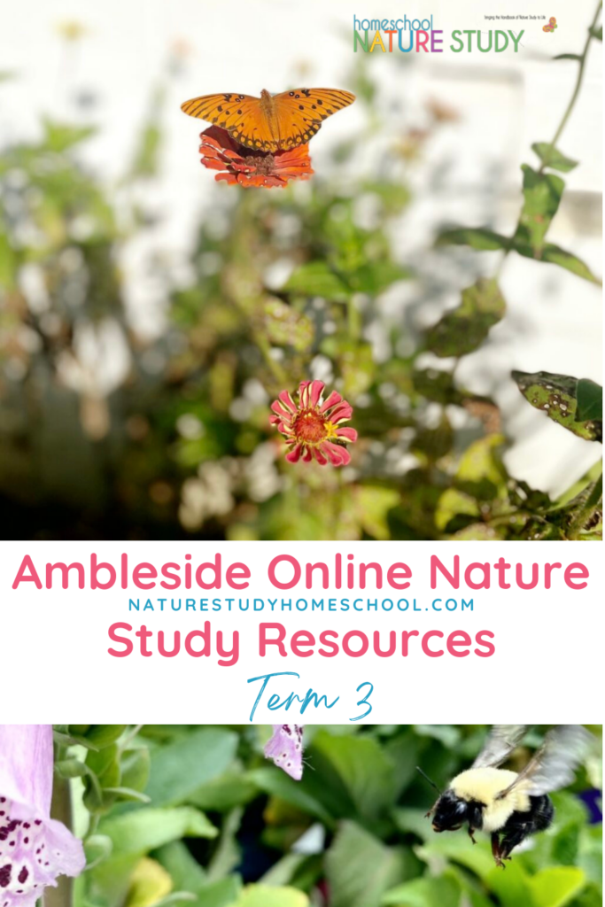 Homeschool Nature Study and Ambleside Online (AO) Term 3 can work together with The Handbook of Nature Study! Have fun learning about insects.