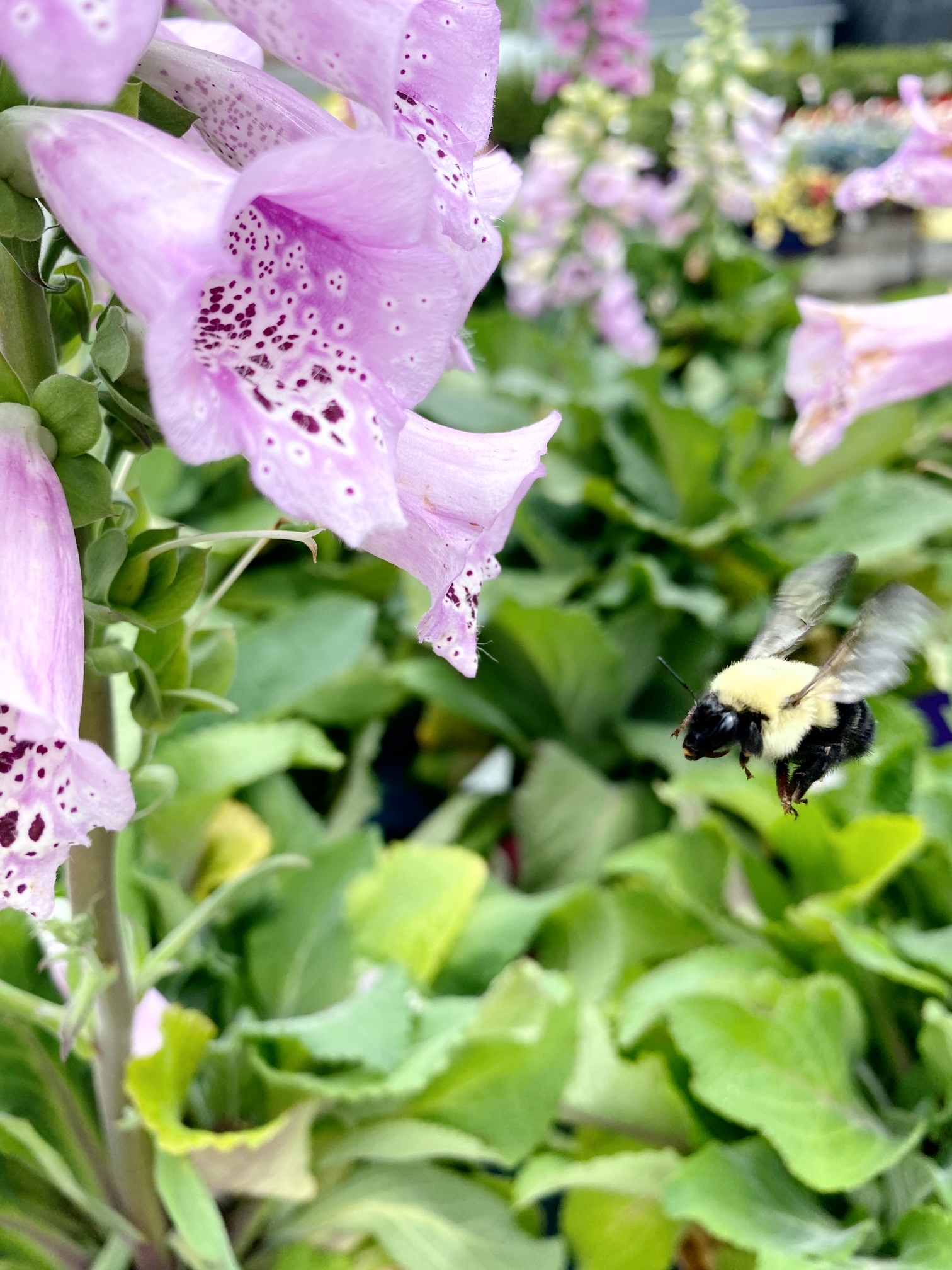 Homeschool Nature Study and Ambleside Online (AO) Term 3 can work together with The Handbook of Nature Study! Have fun learning about insects.