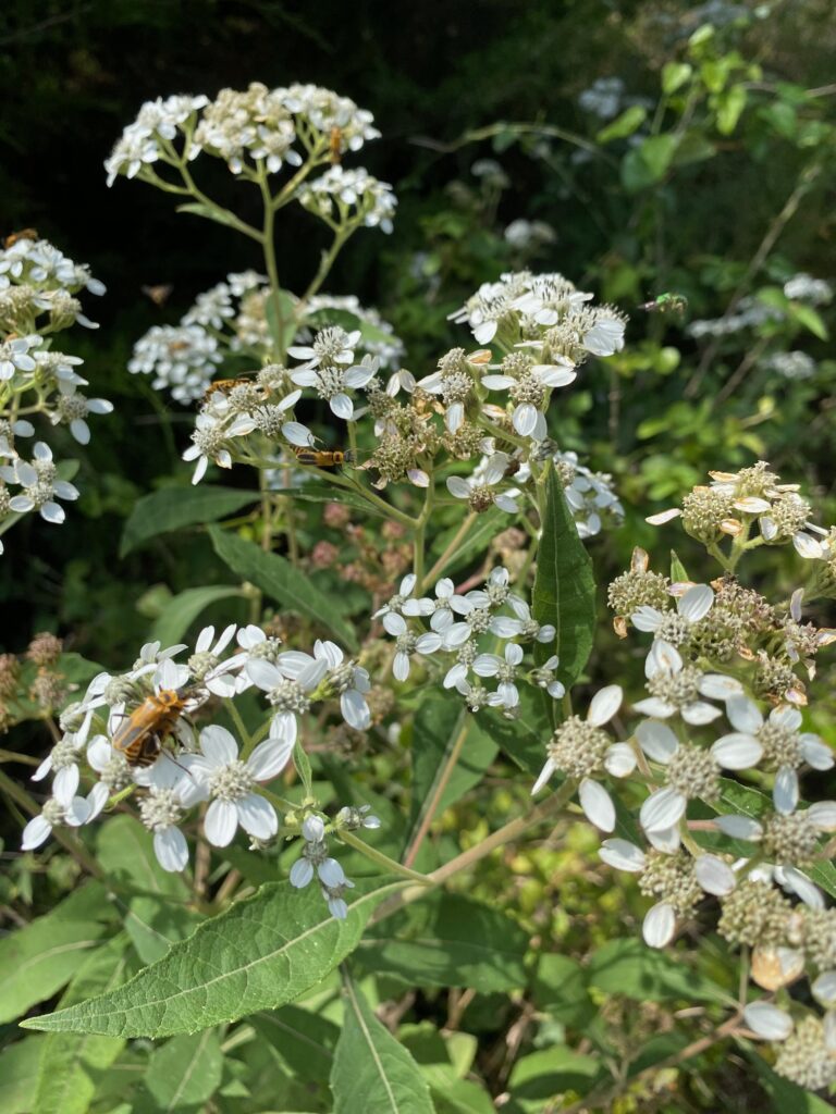 Homeschool Nature Study and Ambleside Online (AO) Term 3 can work together with The Handbook of Nature Study! Have fun learning about insects.