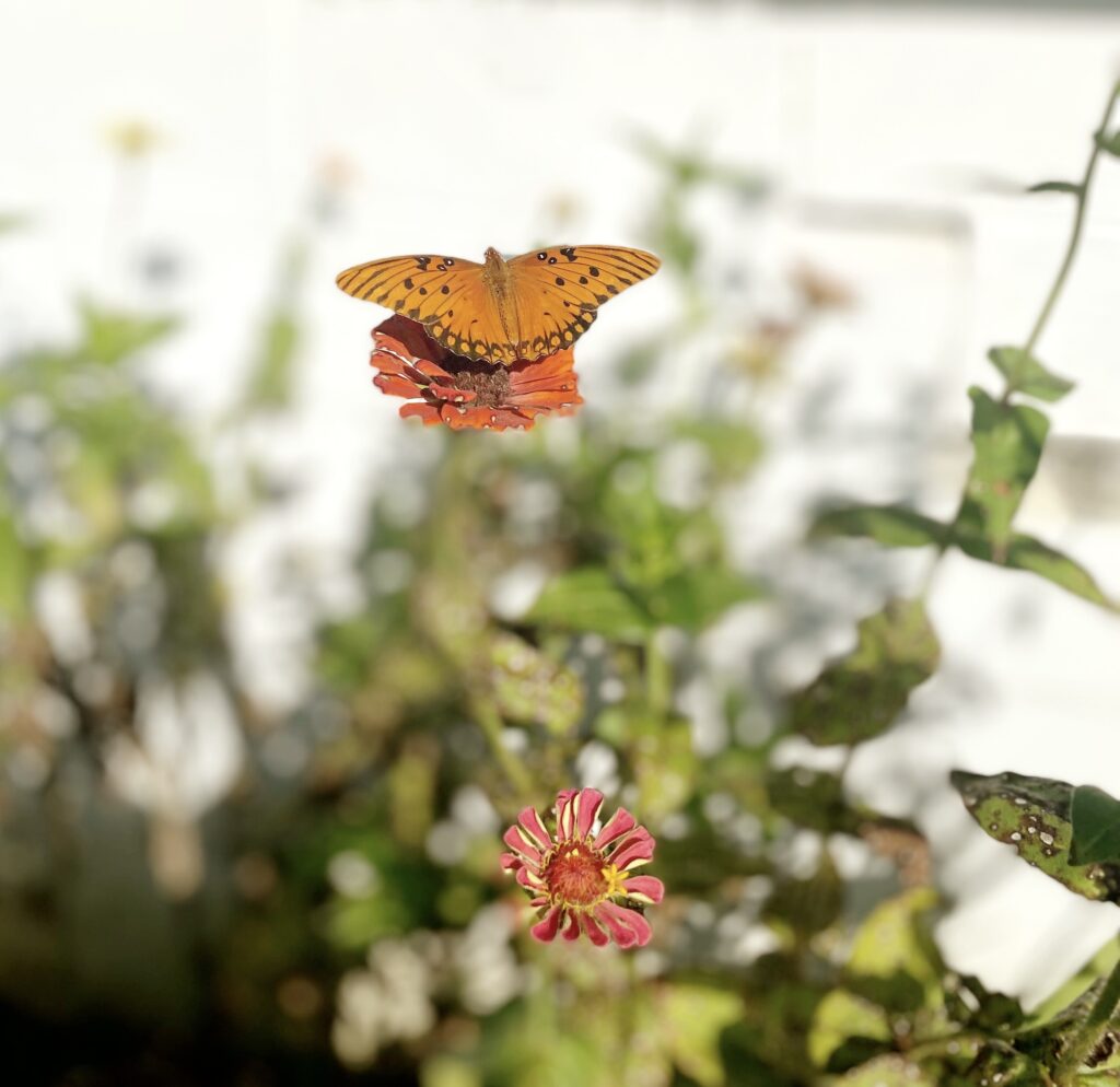 Homeschool Nature Study and Ambleside Online (AO) Term 3 can work together with The Handbook of Nature Study! Have fun learning about insects.