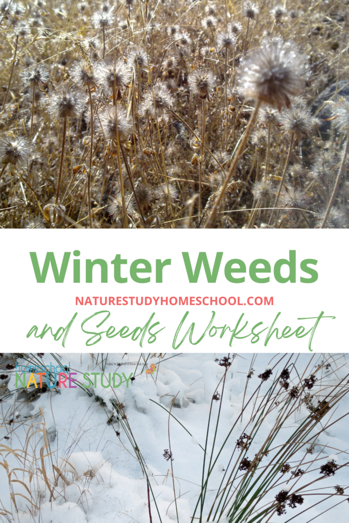 Find Winter Weeds and Seeds on your next nature walk. Homeschool Nature Study Members can print the Seeds Comparison Worksheet.