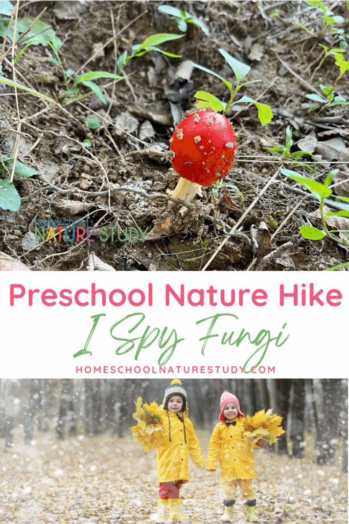 Fall is the perfect time of year to go on a I Spy Fungi: Preschool Nature Hike. It's fun to observe the different colors, shapes, and locations of fungi.