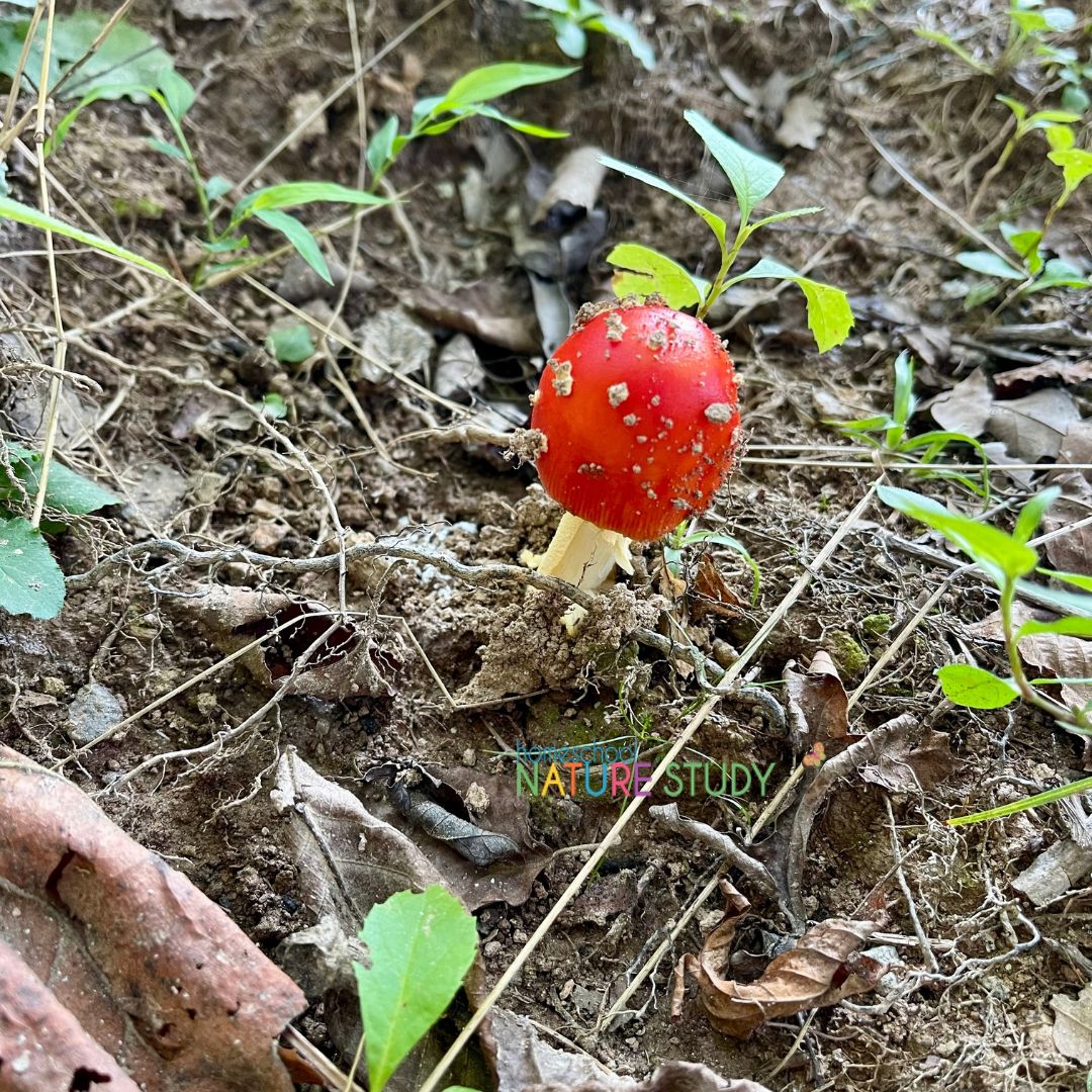 Fall is the perfect time of year to go on a I Spy Fungi: Preschool Nature Hike. It's fun to observe the different colors, shapes, and locations of fungi.