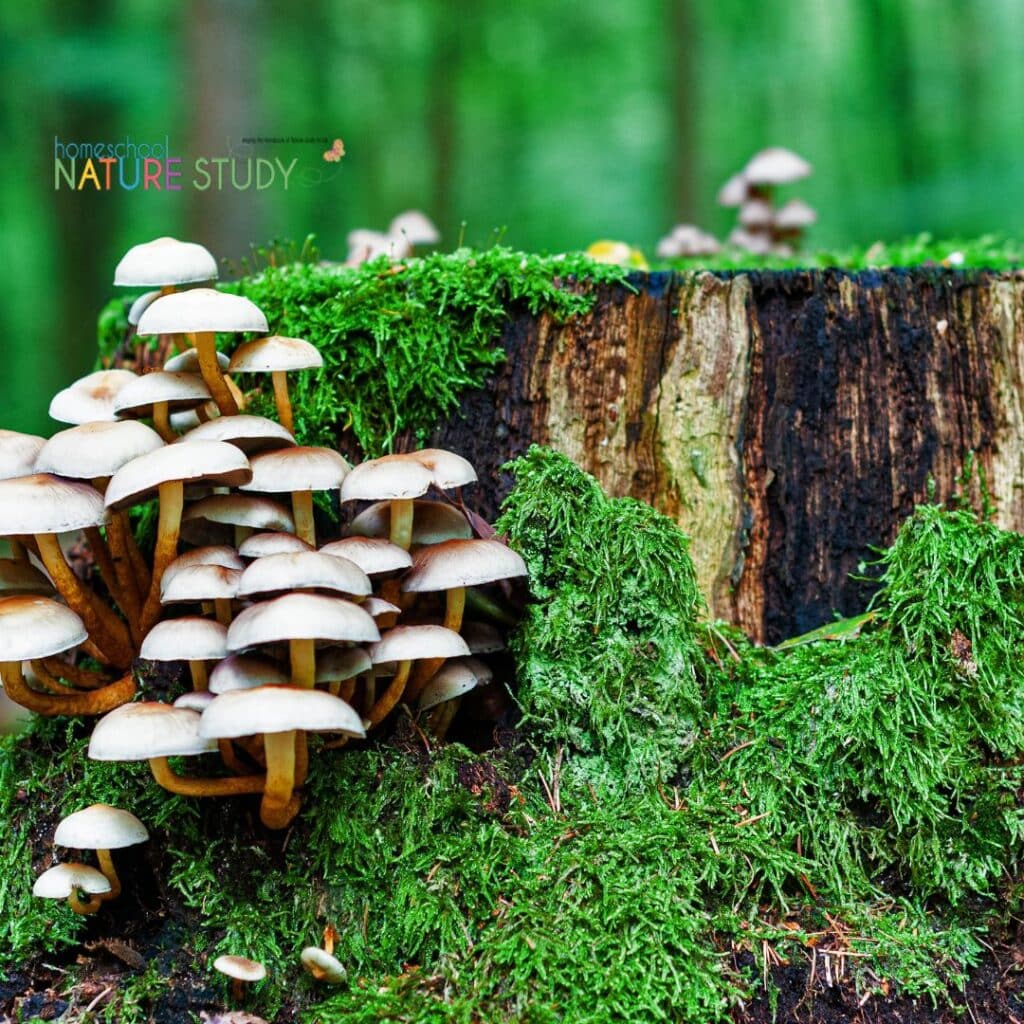 Fall is the perfect time of year to go on a I Spy Fungi: Preschool Nature Hike. It's fun to observe the different colors, shapes, and locations of fungi.