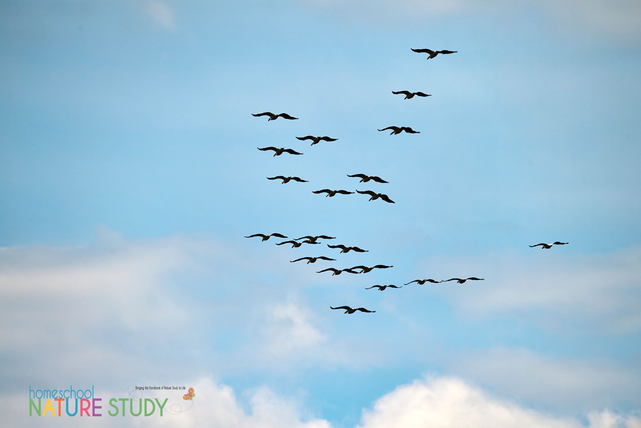 Learn about bird migration with Project Feederwatch and grow to know the birds that frequent your own backyard. Nature study ideas for kids of all ages!
