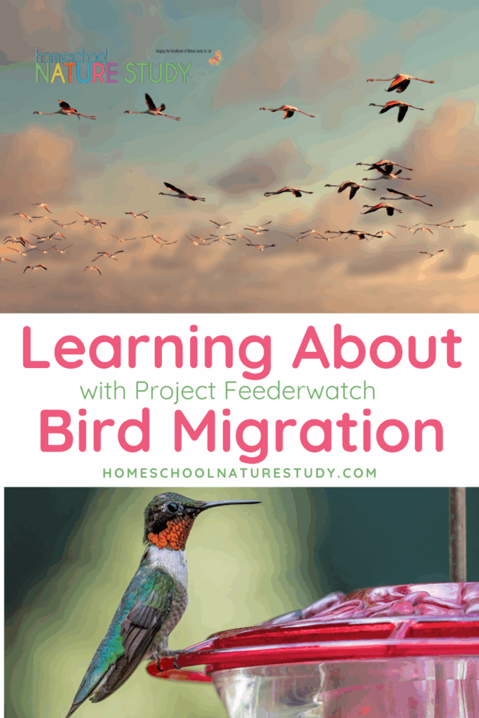 Learn about bird migration with Project Feederwatch and grow to know the birds that frequent your own backyard. Nature study ideas for kids of all ages!